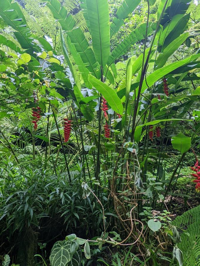 Bali Munduk Delux Bungalow Villa Singaraja Kültér fotó
